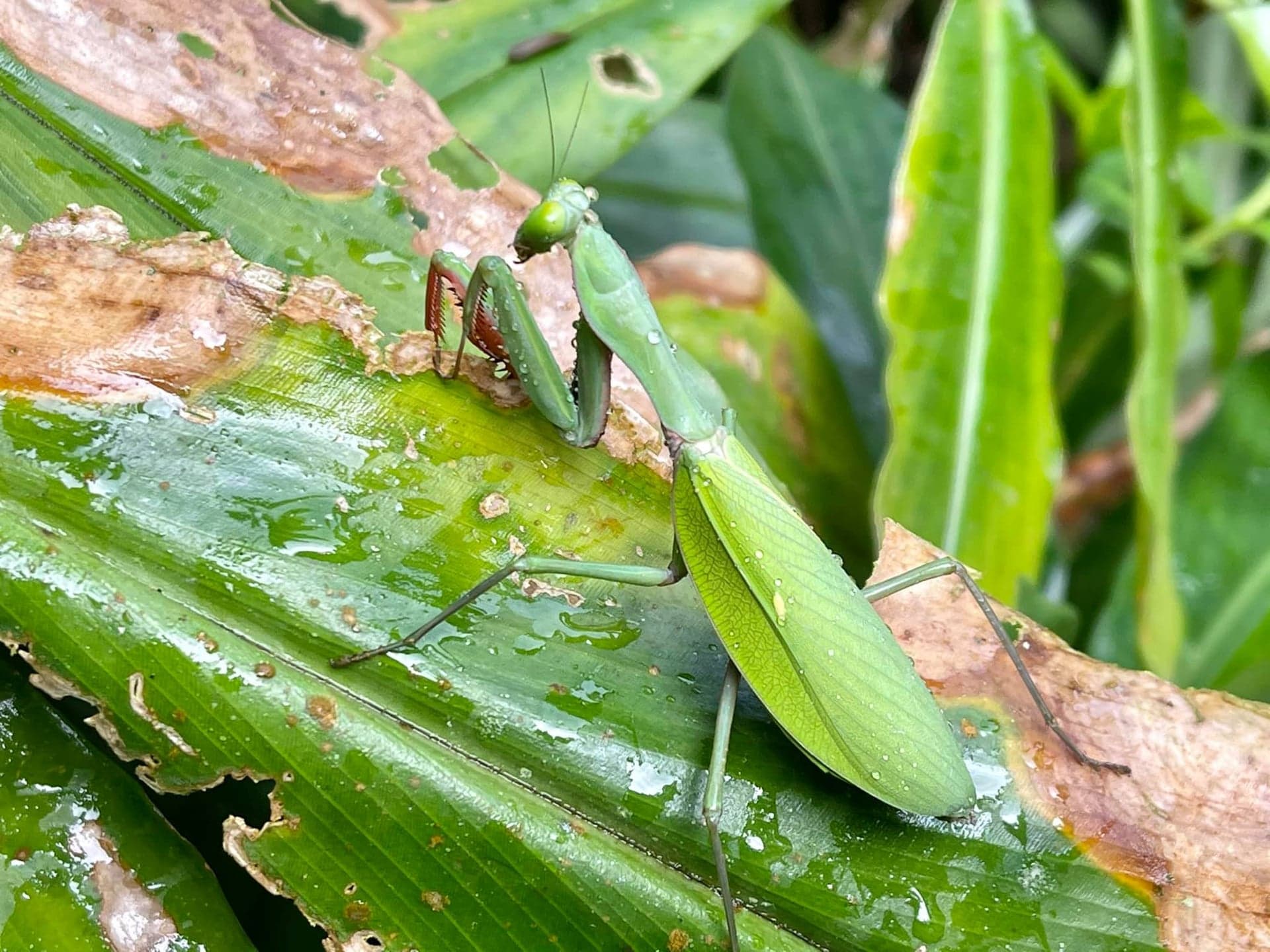 Featured image for Praying Mantis